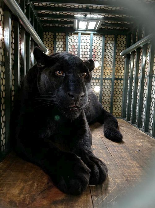 Zoológico de Curitiba abriga exemplar de onça de pelagem negra
