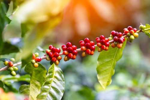 Concurso Café Qualidade Paraná revelará ganhadores no Mercado Municipal